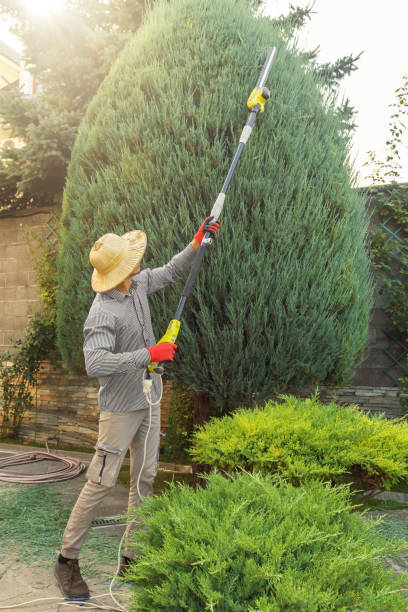 The Steps Involved in Our Tree Care Process in Genesee, ID